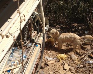 Άλλον έναν κακοποιημένο σκύλο είδαν οι Γάλλοι τουρίστες στην Πάρο